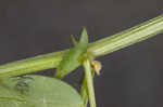 Louisiana vetch